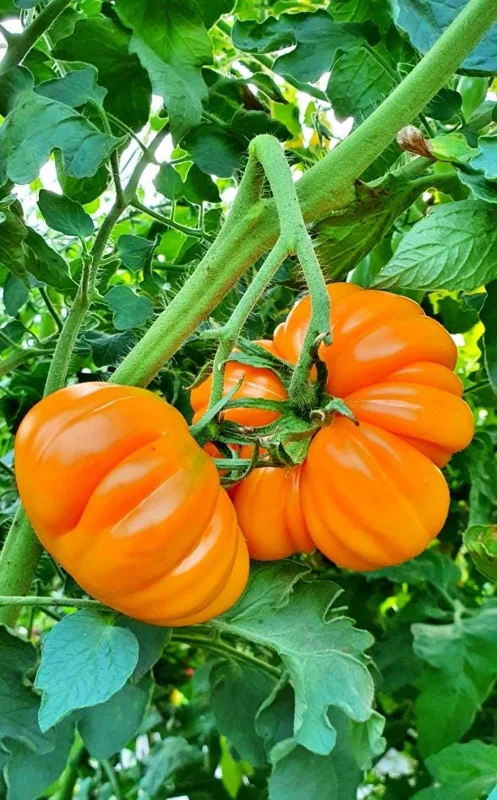 25 Orange Accordion Tomato Seeds - Heirloom Garden Tomato Seeds 25 Orange Accordion Tomato Seeds - Heirloom Garden Tomato Seeds - Image 1