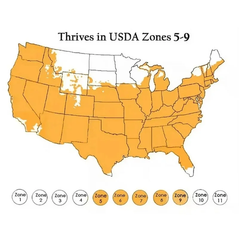 25 Rainbow Coleus Seeds - Colorful Solenostemon Scutellarioides - Easy Grow Multicolor Foliage 25 Rainbow Coleus Seeds - Colorful Solenostemon Scutellarioides - Easy Grow Multicolor Foliage - Image 2