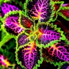 25 Rainbow Coleus Seeds - Colorful Solenostemon Scutellarioides - Easy Grow Multicolor Foliage 25 Rainbow Coleus Seeds - Colorful Solenostemon Scutellarioides - Easy Grow Multicolor Foliage - Image 1