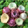 25 Seeds Rare Succulent, Aeonium Greenovia Aurea Mountain Rose Succulents Roses Seed - Image 1