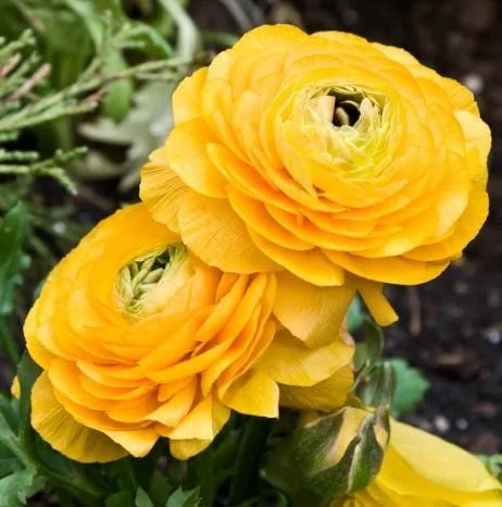 25 Yellow Ranunculus Bulbs – Perennial Flowers for Planting – Outdoor Garden 25 Yellow Ranunculus Bulbs – Perennial Flowers for Planting – Outdoor Garden - Image 2