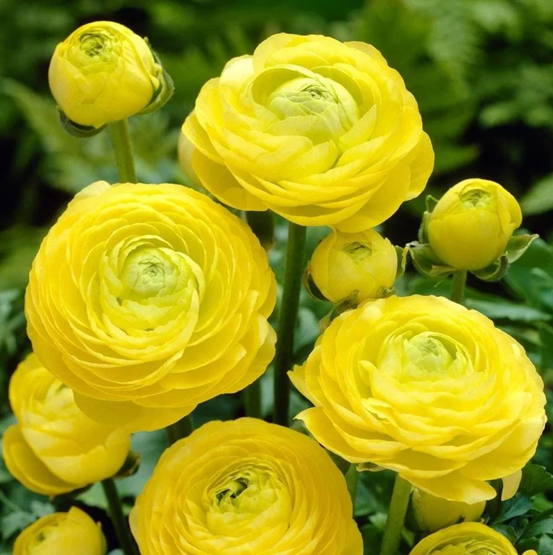 25 Yellow Ranunculus Bulbs – Perennial Flowers for Planting – Outdoor Garden 25 Yellow Ranunculus Bulbs – Perennial Flowers for Planting – Outdoor Garden - Image 3