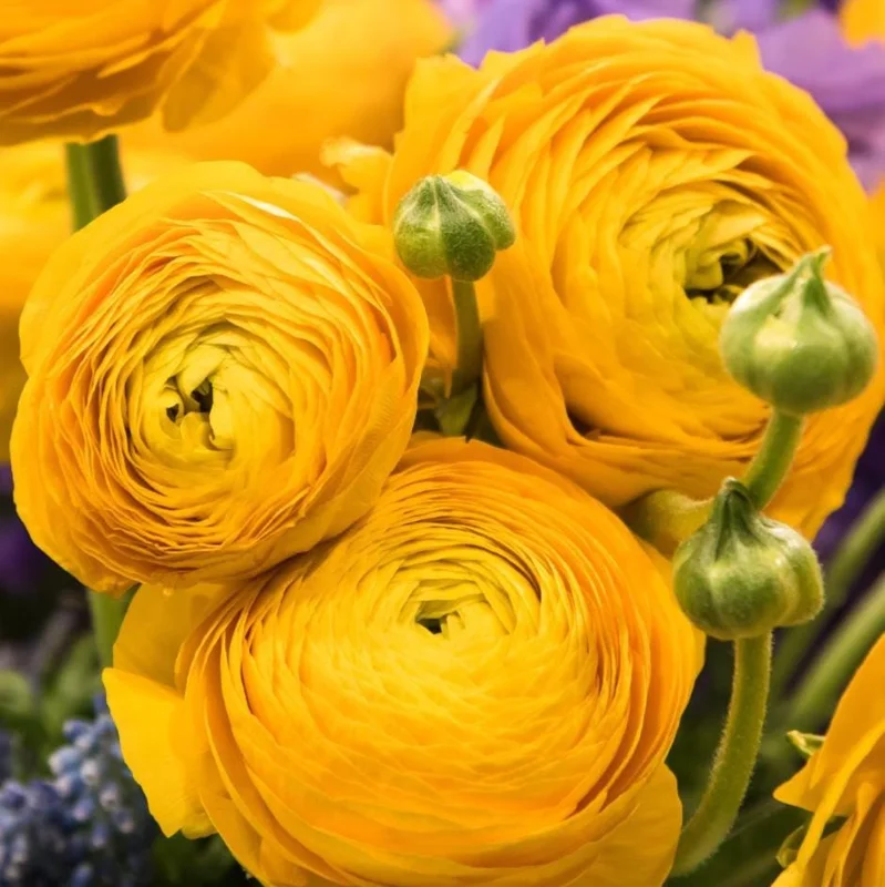 25 Yellow Ranunculus Bulbs – Perennial Flowers for Planting – Outdoor Garden 25 Yellow Ranunculus Bulbs – Perennial Flowers for Planting – Outdoor Garden - Image 4