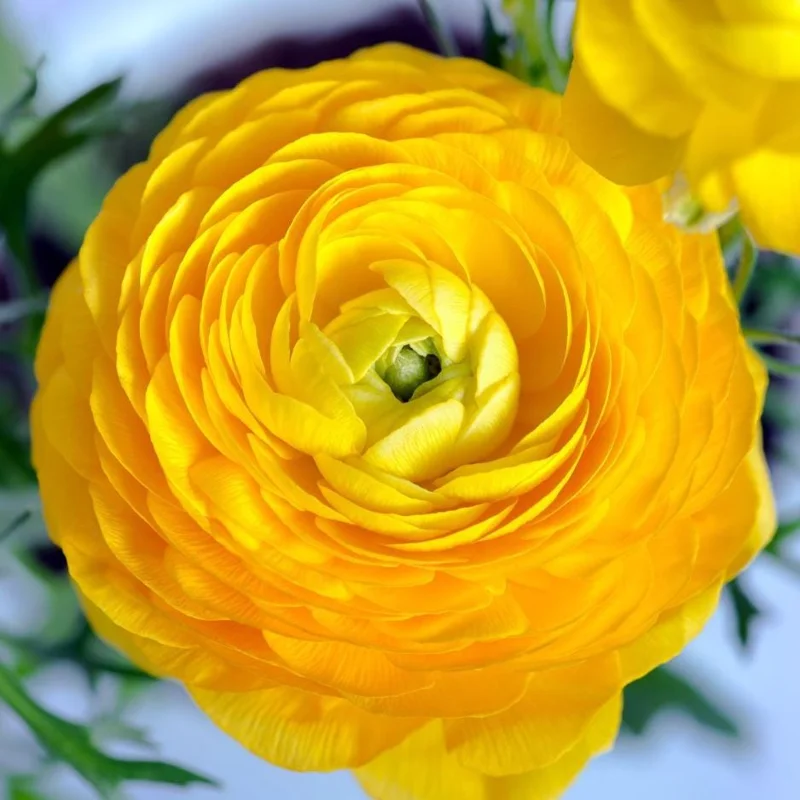 25 Yellow Ranunculus Bulbs – Perennial Flowers for Planting – Outdoor Garden 25 Yellow Ranunculus Bulbs – Perennial Flowers for Planting – Outdoor Garden - Image 5