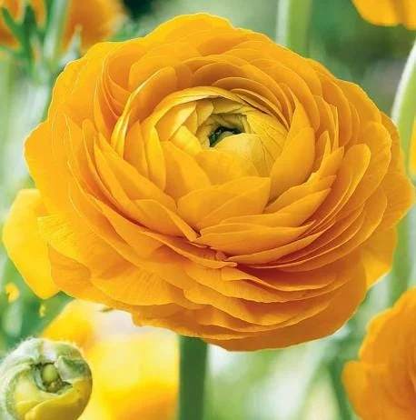 25 Yellow Ranunculus Bulbs – Perennial Flowers for Planting – Outdoor Garden 25 Yellow Ranunculus Bulbs – Perennial Flowers for Planting – Outdoor Garden - Image 1