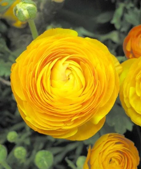 25 Yellow Ranunculus Bulbs – Perennial Flowers for Planting – Outdoor Garden 25 Yellow Ranunculus Bulbs – Perennial Flowers for Planting – Outdoor Garden - Image 7