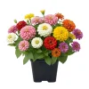 3 Assorted Zinnia Live Plants 3-5 Inch Tall in Pot - Mixed Flowers 3 Assorted Zinnia Live Plants 3-5 Inch Tall in Pot - Mixed Flowers - Image 1