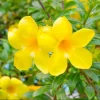 3 Brown Bud Allamanda Live Plants, Golden Trumpet Yellow Flowers, 4-8 Inch Tall - Image 1