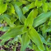 3 Callisia fragrans Live Plants - False Bromeliad Basket Plant - Image 1