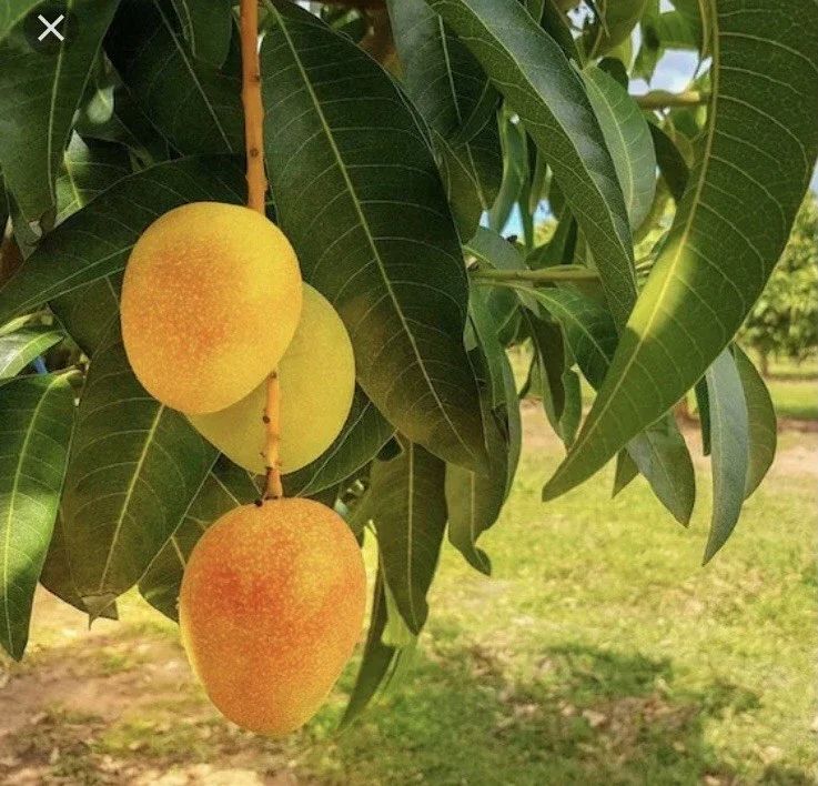 3 Carrie Mango Scions - Top-Quality Cuttings for Grafting Fruit Trees - Image 1