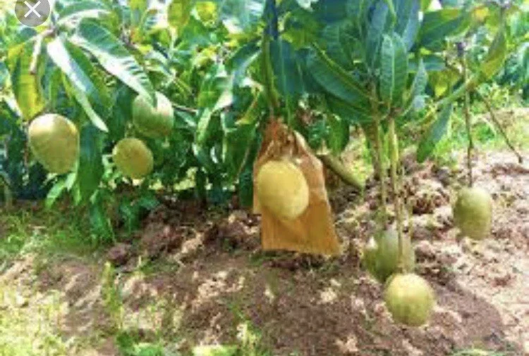 3 Carrie Mango Scions - Top-Quality Cuttings for Grafting Fruit Trees - Image 2