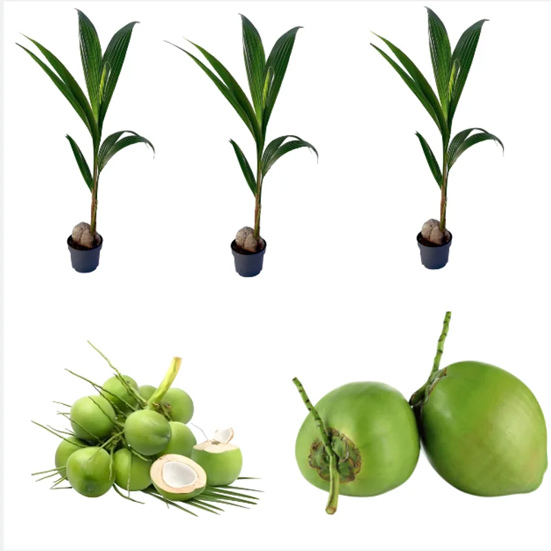 3 Dwarf Malayan Coconut Live Plants - Cold Hardy Green Coconut Tree, 6-8 inch Tall Outdoor 3 Dwarf Malayan Coconut Live Plants - Cold Hardy Green Coconut Tree, 6-8 inch Tall Outdoor - Image 1