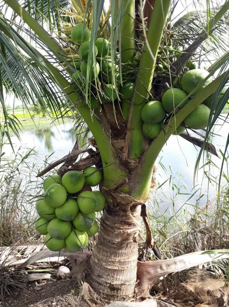 3 Dwarf Malayan Coconut Live Plants - Cold Hardy Green Coconut Tree, 6-8 inch Tall Outdoor 3 Dwarf Malayan Coconut Live Plants - Cold Hardy Green Coconut Tree, 6-8 inch Tall Outdoor - Image 2