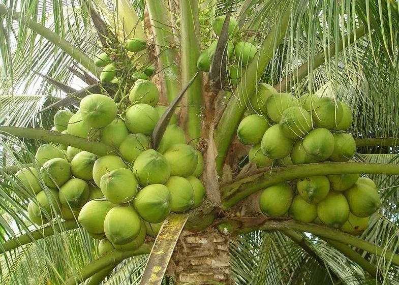3 Dwarf Malayan Coconut Live Plants - Cold Hardy Green Coconut Tree, 6-8 inch Tall Outdoor 3 Dwarf Malayan Coconut Live Plants - Cold Hardy Green Coconut Tree, 6-8 inch Tall Outdoor - Image 4