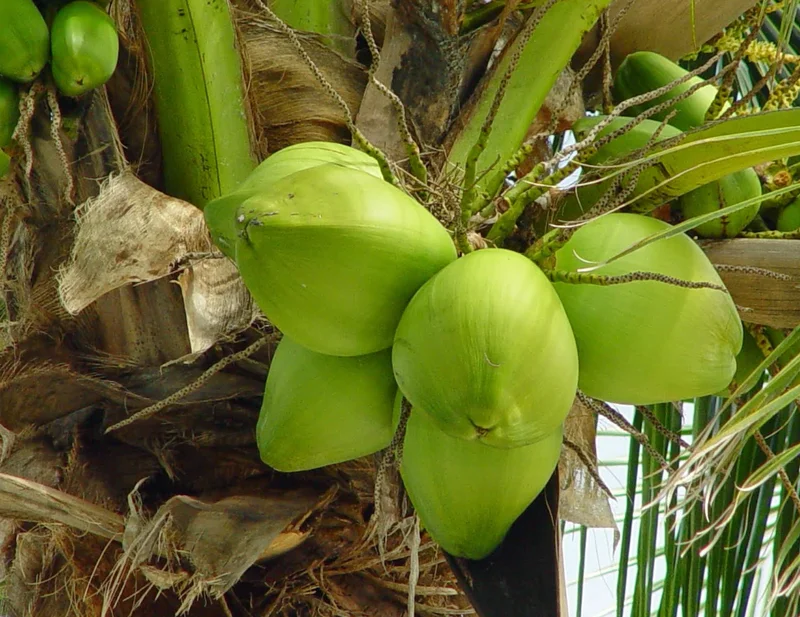 3 Dwarf Malayan Coconut Live Plants - Cold Hardy Green Coconut Tree, 6-8 inch Tall Outdoor 3 Dwarf Malayan Coconut Live Plants - Cold Hardy Green Coconut Tree, 6-8 inch Tall Outdoor - Image 7