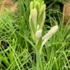 3 Large Tuberose Bulbs - White Fragrant Single Flower Polianthes Tuberosa Lily 3 Large Tuberose Bulbs - White Fragrant Single Flower Polianthes Tuberosa Lily - Image 1