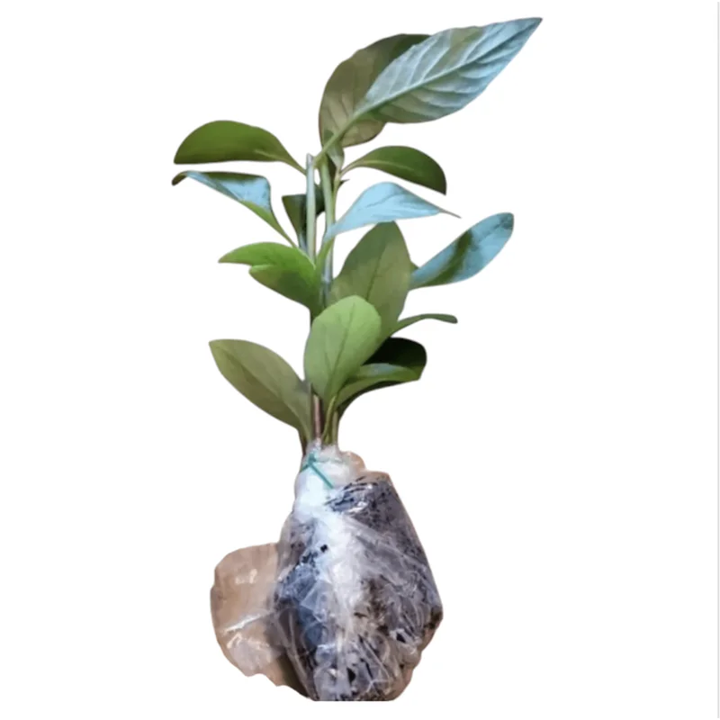 3 Longevity Spinach Live Plants, Gynura Procumbens Edible Herb, 4-8 Inch Tall 3 Longevity Spinach Live Plants, Gynura Procumbens Edible Herb, 4-8 Inch Tall - Image 2
