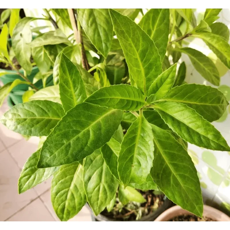 3 Longevity Spinach Live Plants, Gynura Procumbens Edible Herb, 4-8 Inch Tall 3 Longevity Spinach Live Plants, Gynura Procumbens Edible Herb, 4-8 Inch Tall - Image 4