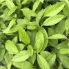 3 Longevity Spinach Live Plants, Gynura Procumbens Edible Herb, 4-8 Inch Tall 3 Longevity Spinach Live Plants, Gynura Procumbens Edible Herb, 4-8 Inch Tall - Image 1