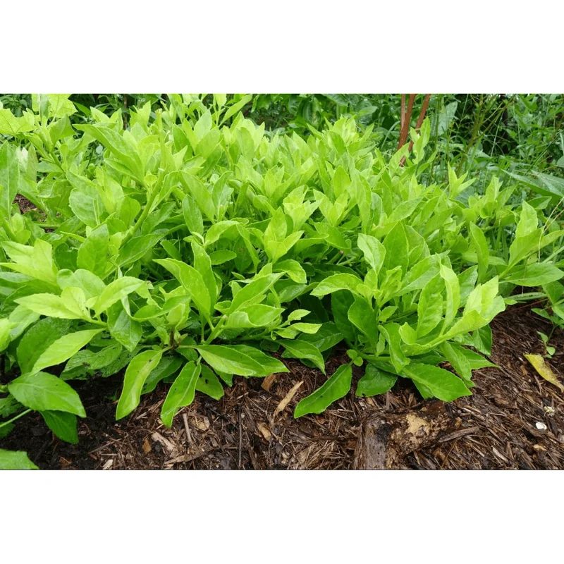 3 Longevity Spinach Live Plants, Gynura Procumbens Edible Herb, 4-8 Inch Tall 3 Longevity Spinach Live Plants, Gynura Procumbens Edible Herb, 4-8 Inch Tall - Image 6
