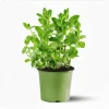 3-Pack Peppermint Live Starter Plant - Fresh Culinary Herb, 4-8 Inch - Image 1