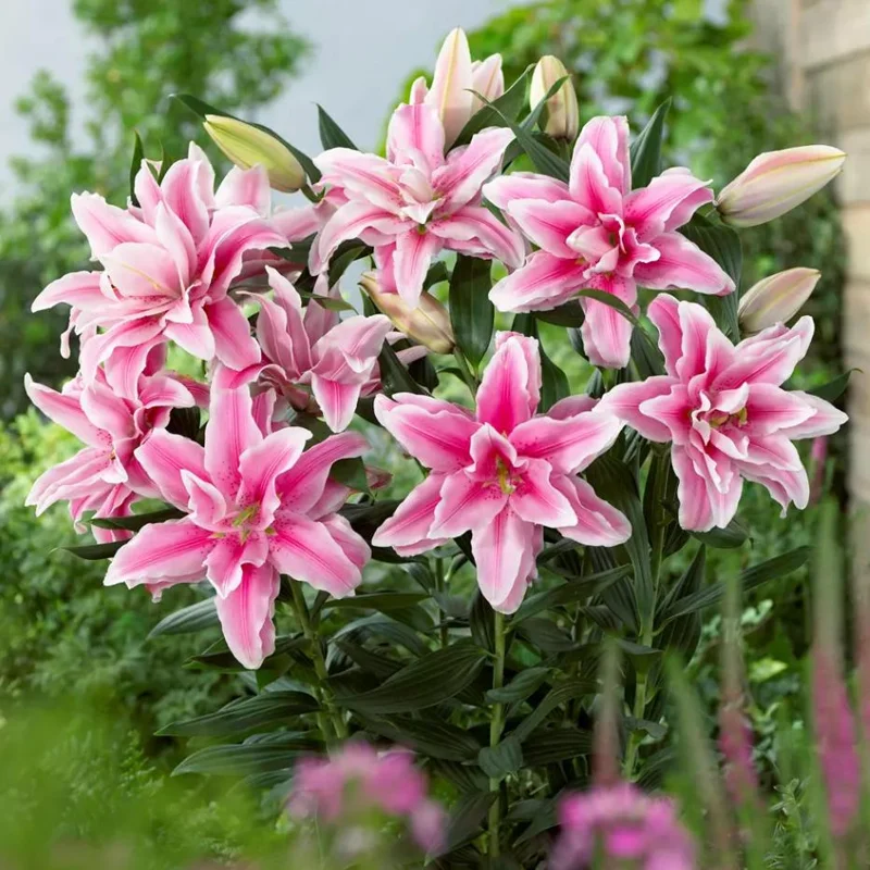 3 Roselily Bulbs for Planting - Double Lily Perennial Flowers - Image 2