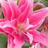 3 Roselily Bulbs for Planting - Double Lily Perennial Flowers - Image 1