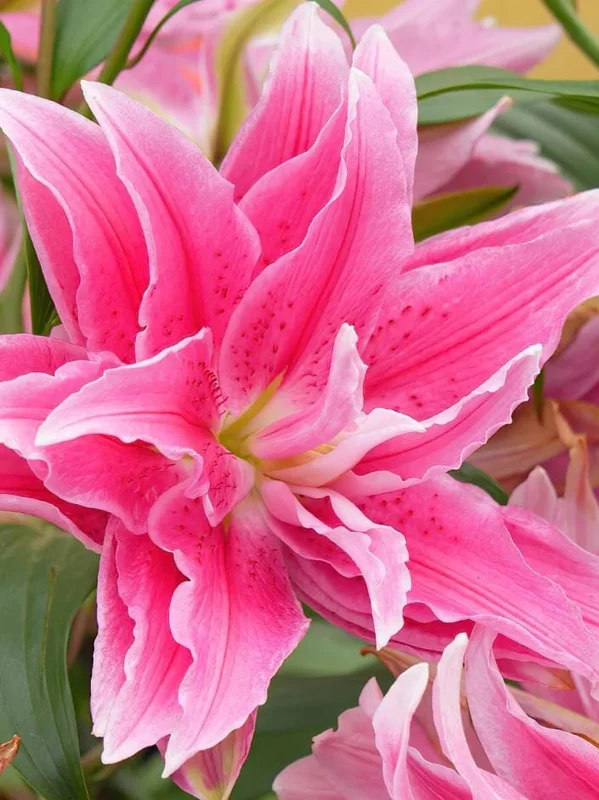 3 Roselily Bulbs for Planting - Double Lily Perennial Flowers - Image 1