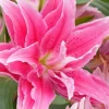 3 Roselily Bulbs for Planting - Double Lily Perennial Flowers 3 Roselily Bulbs for Planting - Double Lily Perennial Flowers - Image 1