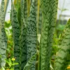 3 Sansevieria Trifasciata Rhizomes - Mother-in-Law's Tongue Live Plant - Image 1