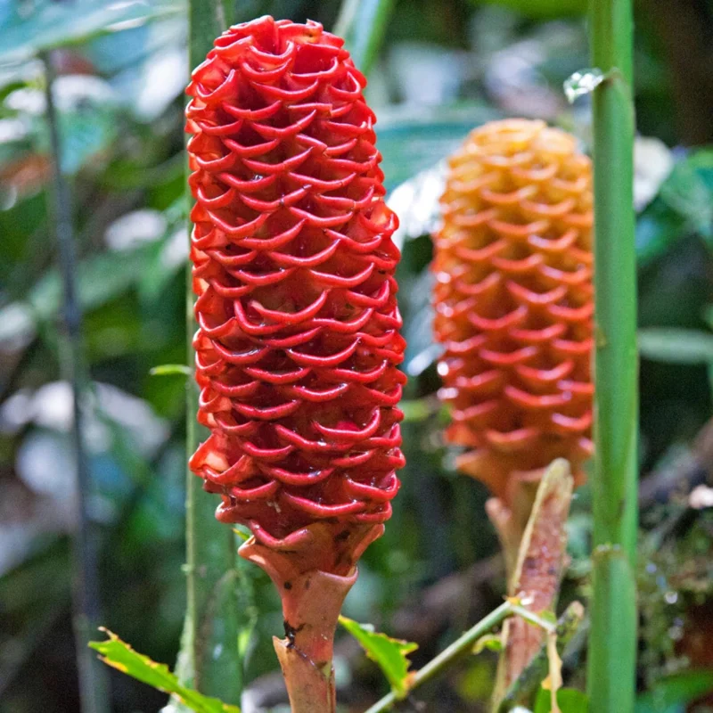 3 Shampoo Ginger Plants - Zingiber Zerumbet Live Outdoor Landscape Plant - Image 2