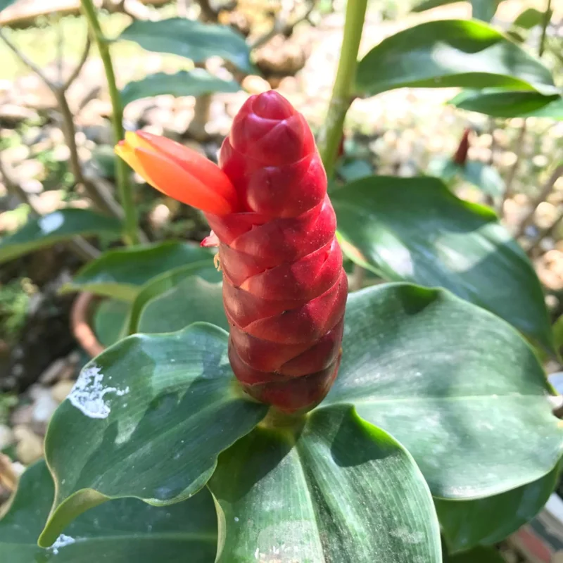 3 Shampoo Ginger Plants - Zingiber Zerumbet Live Outdoor Landscape Plant 3 Shampoo Ginger Plants - Zingiber Zerumbet Live Outdoor Landscape Plant - Image 4