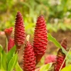 3 Shampoo Ginger Plants - Zingiber Zerumbet Live Outdoor Landscape Plant - Image 1