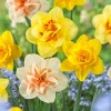 30 Bulbs Double Daffodil Mix - Perennial Narcissus Bulbs for Garden Planting 30 Bulbs Double Daffodil Mix - Perennial Narcissus Bulbs for Garden Planting - Image 1