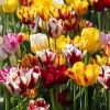 30 Rembrandt Tulip Mix Bulbs - Perennial Flower Bulbs for Outdoor Garden Planting - Image 1