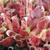 30 Sarracenia Purpurea Seeds - Purple Pitcher Plant Seeds for Carnivorous Garden - Image 1