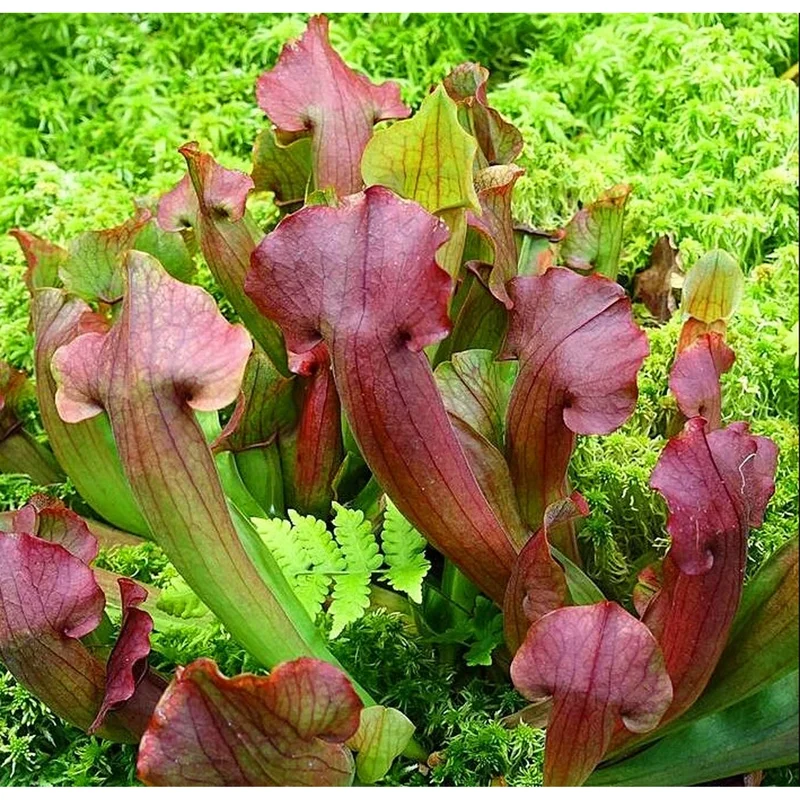 30 Sarracenia Purpurea Seeds - Purple Pitcher Plant Seeds for Carnivorous Garden - Image 2