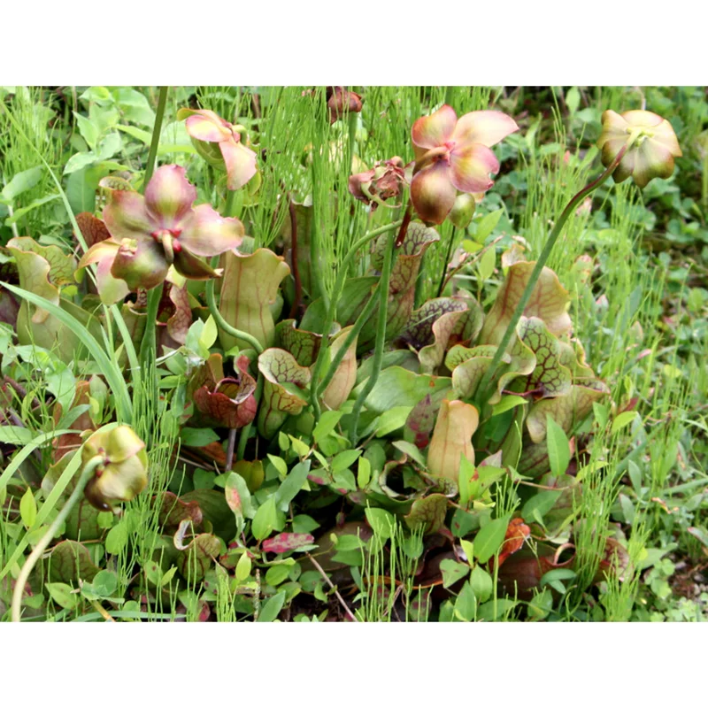 30 Sarracenia Purpurea Seeds - Purple Pitcher Plant Seeds for Carnivorous Garden 30 Sarracenia Purpurea Seeds - Purple Pitcher Plant Seeds for Carnivorous Garden - Image 3