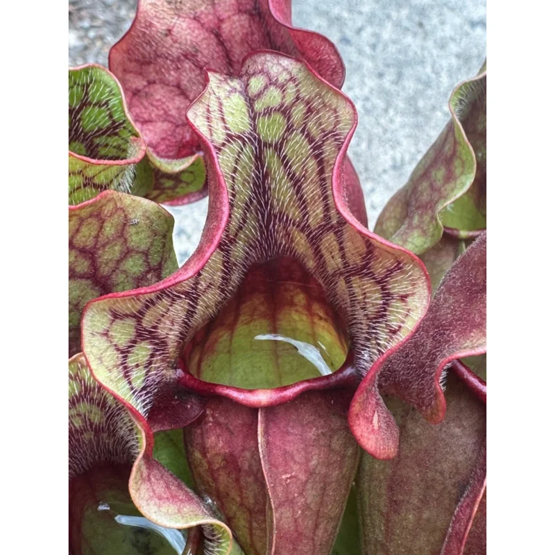 30 Sarracenia Purpurea Seeds - Purple Pitcher Plant Seeds for Carnivorous Garden 30 Sarracenia Purpurea Seeds - Purple Pitcher Plant Seeds for Carnivorous Garden - Image 4