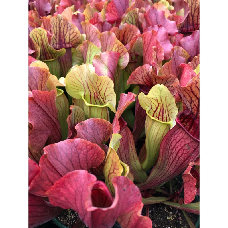 30 Sarracenia Purpurea Seeds - Purple Pitcher Plant Seeds for Carnivorous Garden 30 Sarracenia Purpurea Seeds - Purple Pitcher Plant Seeds for Carnivorous Garden - Image 5