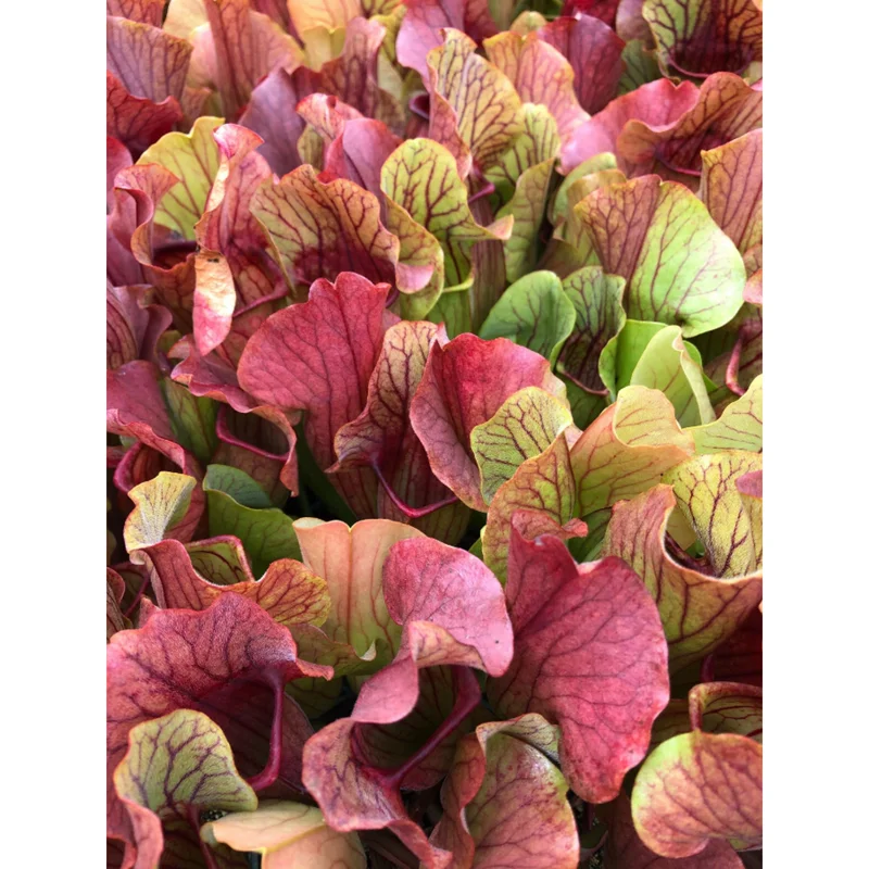 30 Sarracenia Purpurea Seeds - Purple Pitcher Plant Seeds for Carnivorous Garden 30 Sarracenia Purpurea Seeds - Purple Pitcher Plant Seeds for Carnivorous Garden - Image 6