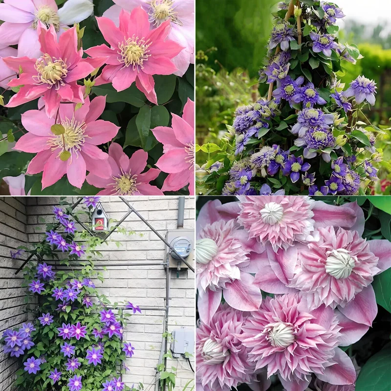300 Clematis Seeds - Climbing Flower Vine for Home Garden & Balcony Decor - Perennial, Easy Grow - Image 2