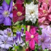 300 Clematis Seeds - Climbing Flower Vine for Home Garden & Balcony Decor - Perennial, Easy Grow - Image 1