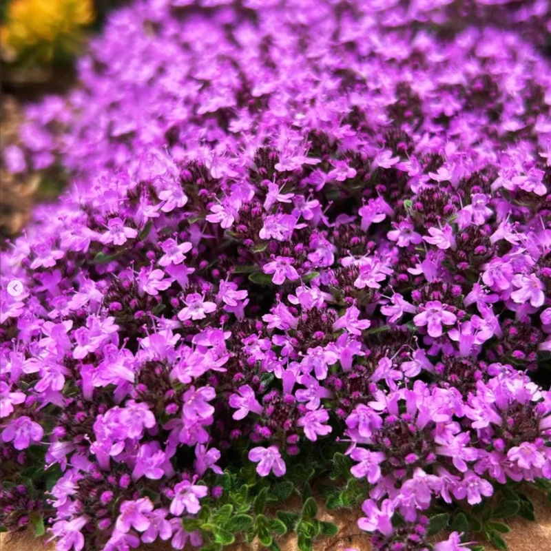 3000 French Creeping Thyme Seeds - Fragrant Ground Cover Plant - Easy Grow 3000 French Creeping Thyme Seeds - Fragrant Ground Cover Plant - Easy Grow - Image 4