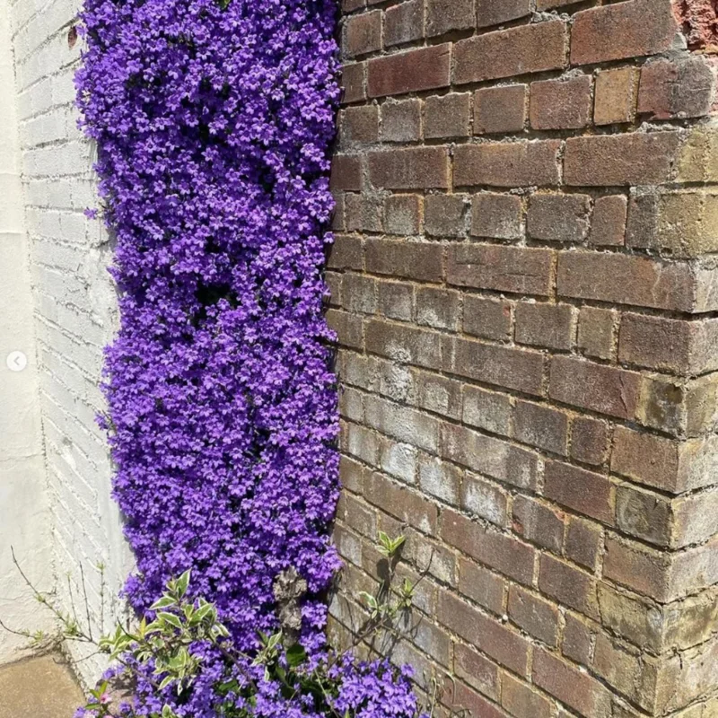 3000 French Creeping Thyme Seeds - Fragrant Ground Cover Plant - Easy Grow 3000 French Creeping Thyme Seeds - Fragrant Ground Cover Plant - Easy Grow - Image 5