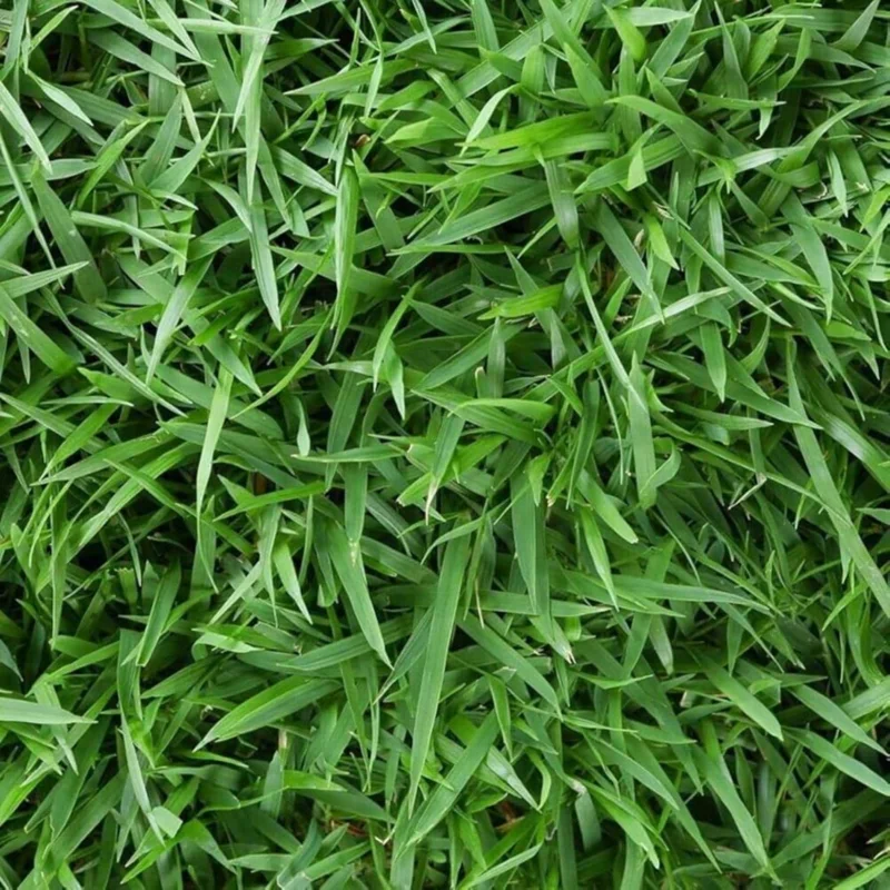 3000 Zoysia Grass Seeds - Low-Maintenance, Drought-Tolerant Lawn Grass 3000 Zoysia Grass Seeds - Low-Maintenance, Drought-Tolerant Lawn Grass - Image 5