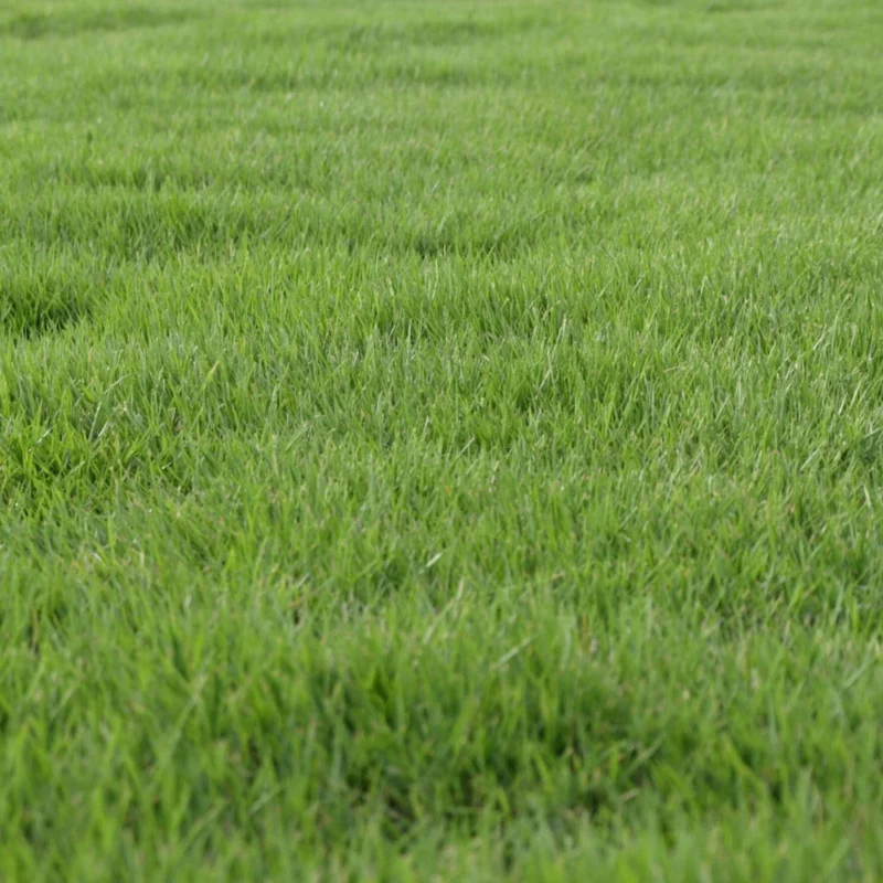 3000 Zoysia Grass Seeds - Low-Maintenance, Drought-Tolerant Lawn Grass 3000 Zoysia Grass Seeds - Low-Maintenance, Drought-Tolerant Lawn Grass - Image 6