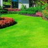 30,000 Emerald Zoysia Grass Seeds – Premium Lawn Turf, Drought & Heat Tolerant - Image 1