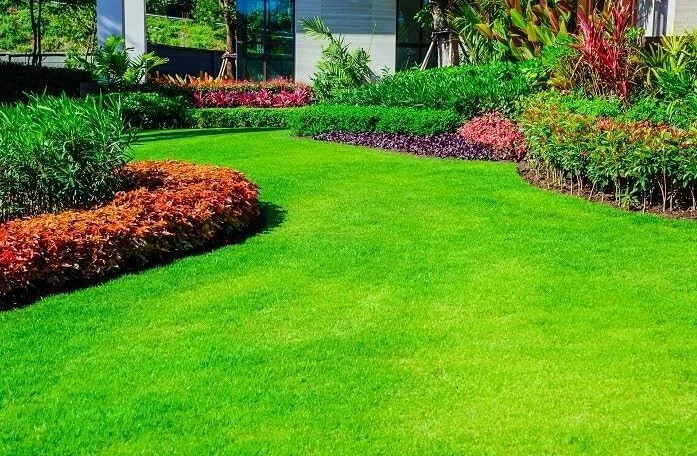 30,000 Emerald Zoysia Grass Seeds – Premium Lawn Turf, Drought & Heat Tolerant 30,000 Emerald Zoysia Grass Seeds – Premium Lawn Turf, Drought & Heat Tolerant - Image 1