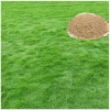 30,000 Zoysia Emerald Grass Seeds for Lawn & Ornamental Use - Image 1